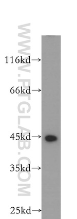 MEPE Antibody in Western Blot (WB)