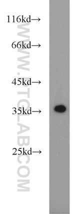 TSPAN11 Antibody in Western Blot (WB)