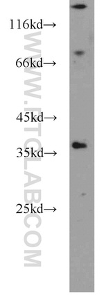 TSPAN11 Antibody in Western Blot (WB)