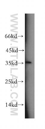 TSPAN11 Antibody in Western Blot (WB)