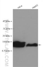 GCHFR Antibody in Western Blot (WB)