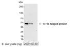 6 His Antibody in Western Blot (WB)