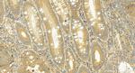 ITLN2 Antibody in Immunohistochemistry (Paraffin) (IHC (P))