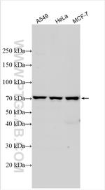 CAMSAP1 Antibody in Western Blot (WB)