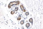 LIPM Antibody in Immunohistochemistry (Paraffin) (IHC (P))