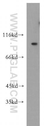 OTOP3 Antibody in Western Blot (WB)