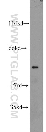 GPR142 Antibody in Western Blot (WB)
