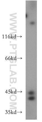 CCNI2 Antibody in Western Blot (WB)