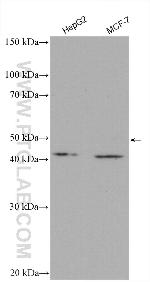 CCNI2 Antibody in Western Blot (WB)