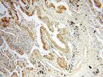 CCNI2 Antibody in Immunohistochemistry (Paraffin) (IHC (P))