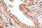CCNI2 Antibody in Immunohistochemistry (Paraffin) (IHC (P))