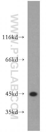 CCNI2 Antibody in Western Blot (WB)