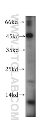 MLN Antibody in Western Blot (WB)