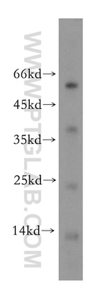 MLN Antibody in Western Blot (WB)