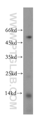 MLN Antibody in Western Blot (WB)