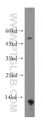 MLN Antibody in Western Blot (WB)