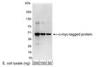 c-myc Antibody in Western Blot (WB)