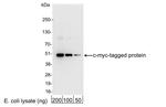 c-myc Antibody in Western Blot (WB)