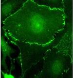 c-myc Antibody in Western Blot (WB)