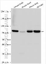 GPR68 Antibody in Western Blot (WB)
