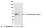 c-myc Antibody in Western Blot (WB)