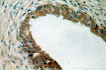 MYO16 Antibody in Immunohistochemistry (Paraffin) (IHC (P))
