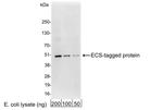 ECS Antibody in Western Blot (WB)