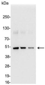 ECS Antibody in Western Blot (WB)