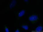 CEP192 Antibody in Immunocytochemistry (ICC/IF)