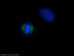 CEP192 Antibody in Immunocytochemistry (ICC/IF)