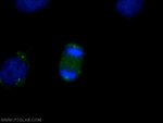CEP192 Antibody in Immunocytochemistry (ICC/IF)