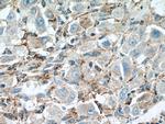CEP192 Antibody in Immunohistochemistry (Paraffin) (IHC (P))