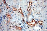 ARHGAP24 Antibody in Immunohistochemistry (Paraffin) (IHC (P))