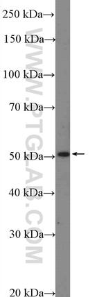 TFAP2D Antibody in Western Blot (WB)