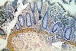 HMCN1 Antibody in Immunohistochemistry (Paraffin) (IHC (P))