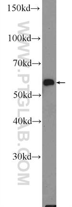 HMCN1 Antibody in Western Blot (WB)