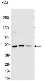 Glu-Glu Antibody in Western Blot (WB)