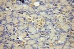 USP32 Antibody in Immunohistochemistry (Paraffin) (IHC (P))
