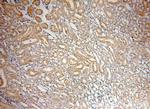 CIB4 Antibody in Immunohistochemistry (Paraffin) (IHC (P))