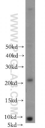 CIB4 Antibody in Western Blot (WB)