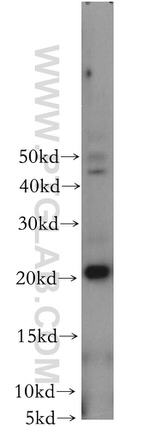 CIB4 Antibody in Western Blot (WB)