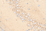LPPR5 Antibody in Immunohistochemistry (Paraffin) (IHC (P))