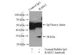 RAB12 Antibody in Immunoprecipitation (IP)