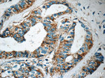IRF2BP2 Antibody in Immunohistochemistry (Paraffin) (IHC (P))