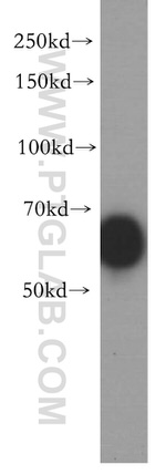 IRF2BP2 Antibody in Western Blot (WB)