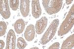 GGNBP1 Antibody in Immunohistochemistry (Paraffin) (IHC (P))
