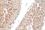 GGNBP1 Antibody in Immunohistochemistry (Paraffin) (IHC (P))
