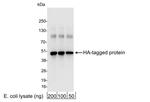 HA Antibody in Western Blot (WB)