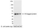 V5 Antibody in Western Blot (WB)