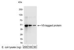 V5 Antibody in Western Blot (WB)